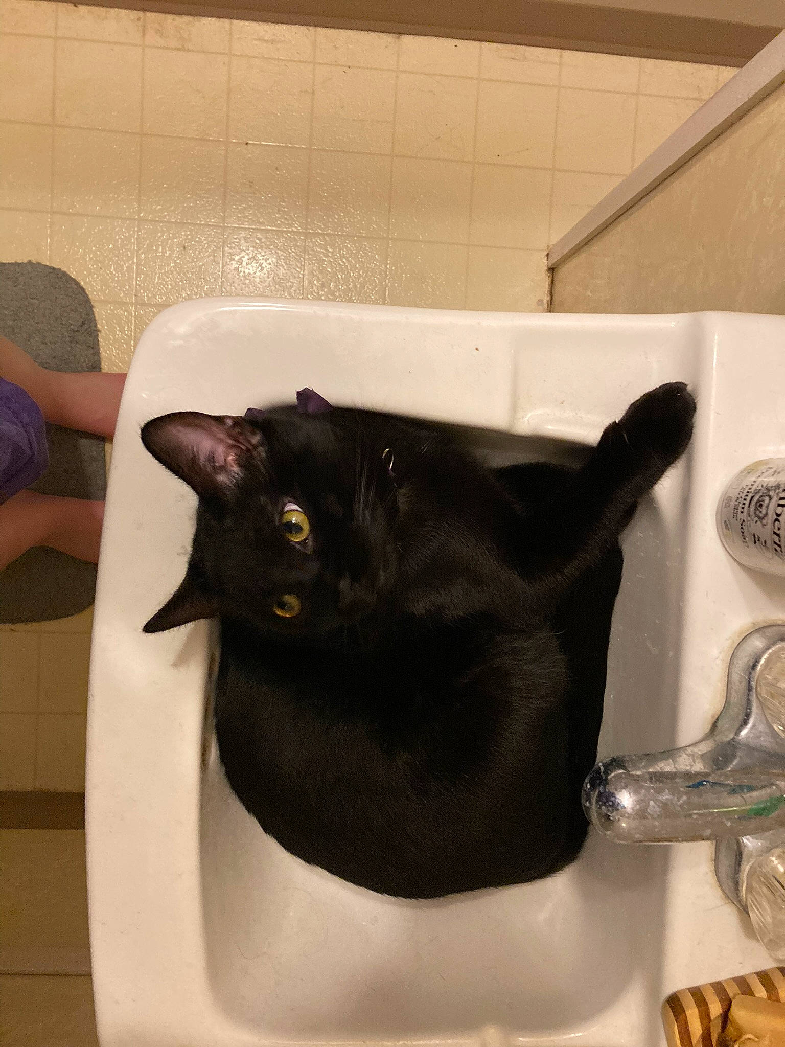 Freddie joined the competition — help win amazing prizes! bag, black_cat, bombay, carnivore, cat, chair, comfort, domestic_short_haired_cat, felidae, flooring, fur, kitchen_utensil, plumbing_fixture, room, small_to_medium_sized_cats, snout, tableware, tail, terrestrial_animal, whiskers