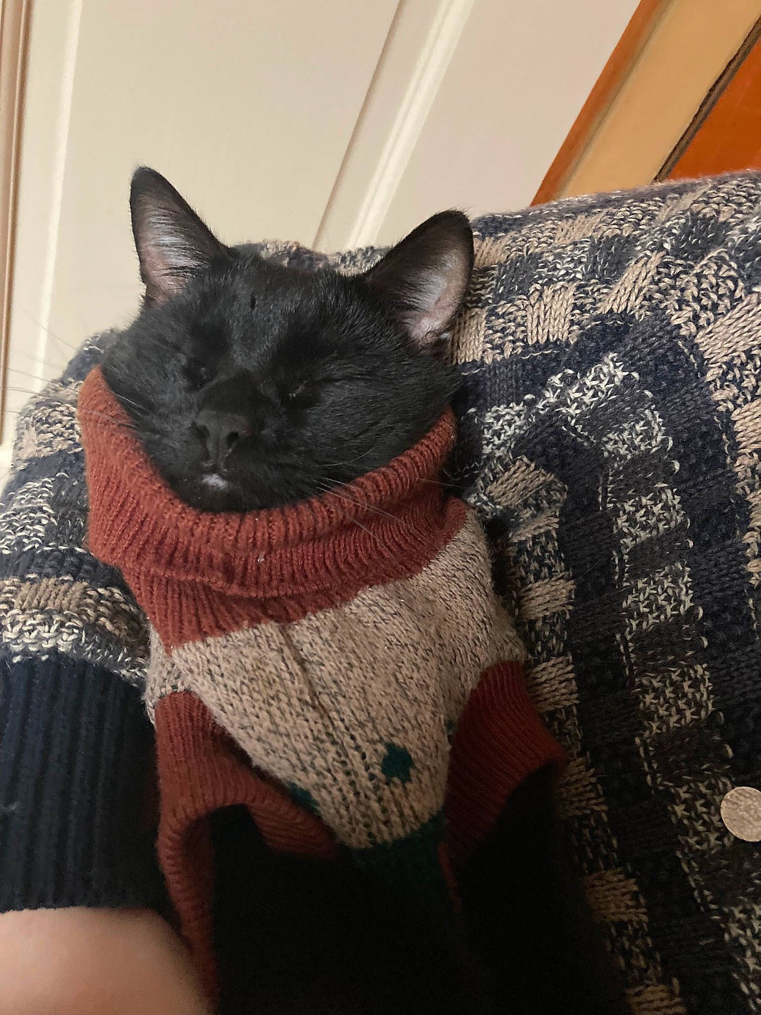 Freddie is registered to the contest to win money with this photo: black_cat, carnivore, cat, comfort, creative_arts, domestic_short_haired_cat, eye, fawn, felidae, flooring, grey, head, pattern, sleeve, small_to_medium_sized_cats, snout, tail, whiskers, wood, wool