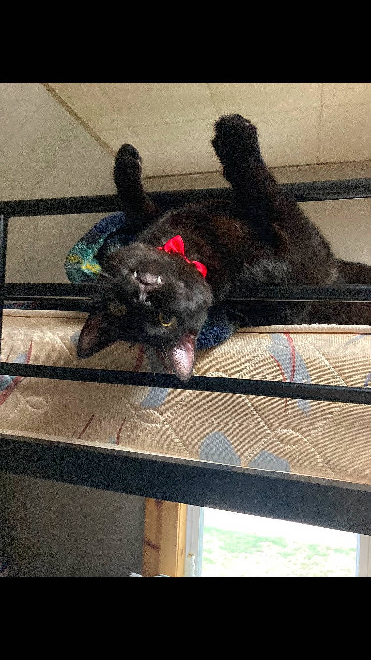 Freddie is registered to the contest to win money with this photo: black_cat, carnivore, cat, comfort, companion_dog, dog_breed, felidae, fur, mammal, room, small_to_medium_sized_cats, snout, sporting_group, tail, tints_and_shades, vertebrate, whiskers, window