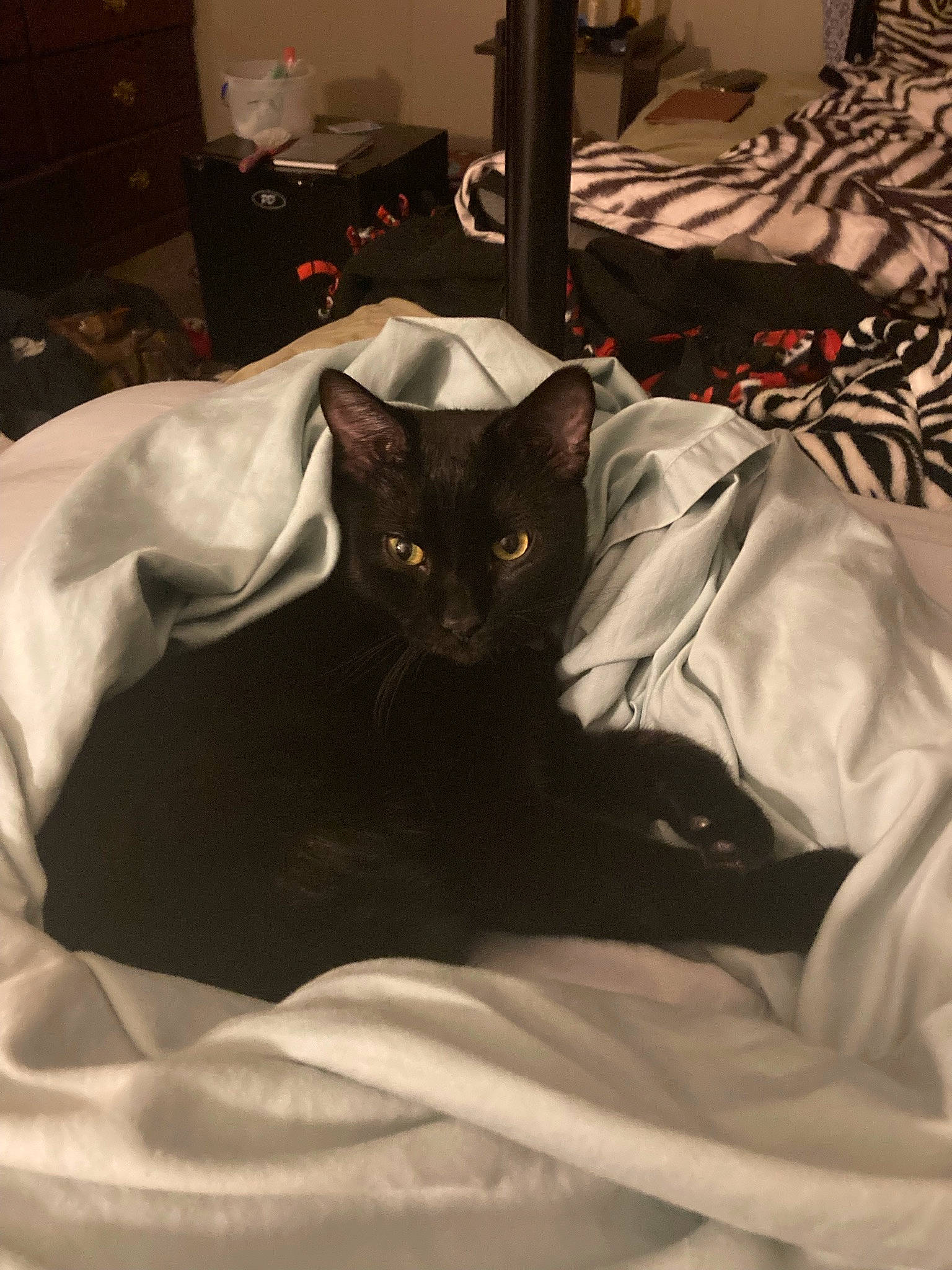 Freddie joined the competition — help win amazing prizes! bed, bedding, bedroom, black_cat, bombay, cabinetry, carnivore, cat, comfort, domestic_short_haired_cat, felidae, fur, grey, lamp, linens, room, sleeve, small_to_medium_sized_cats, tail, whiskers