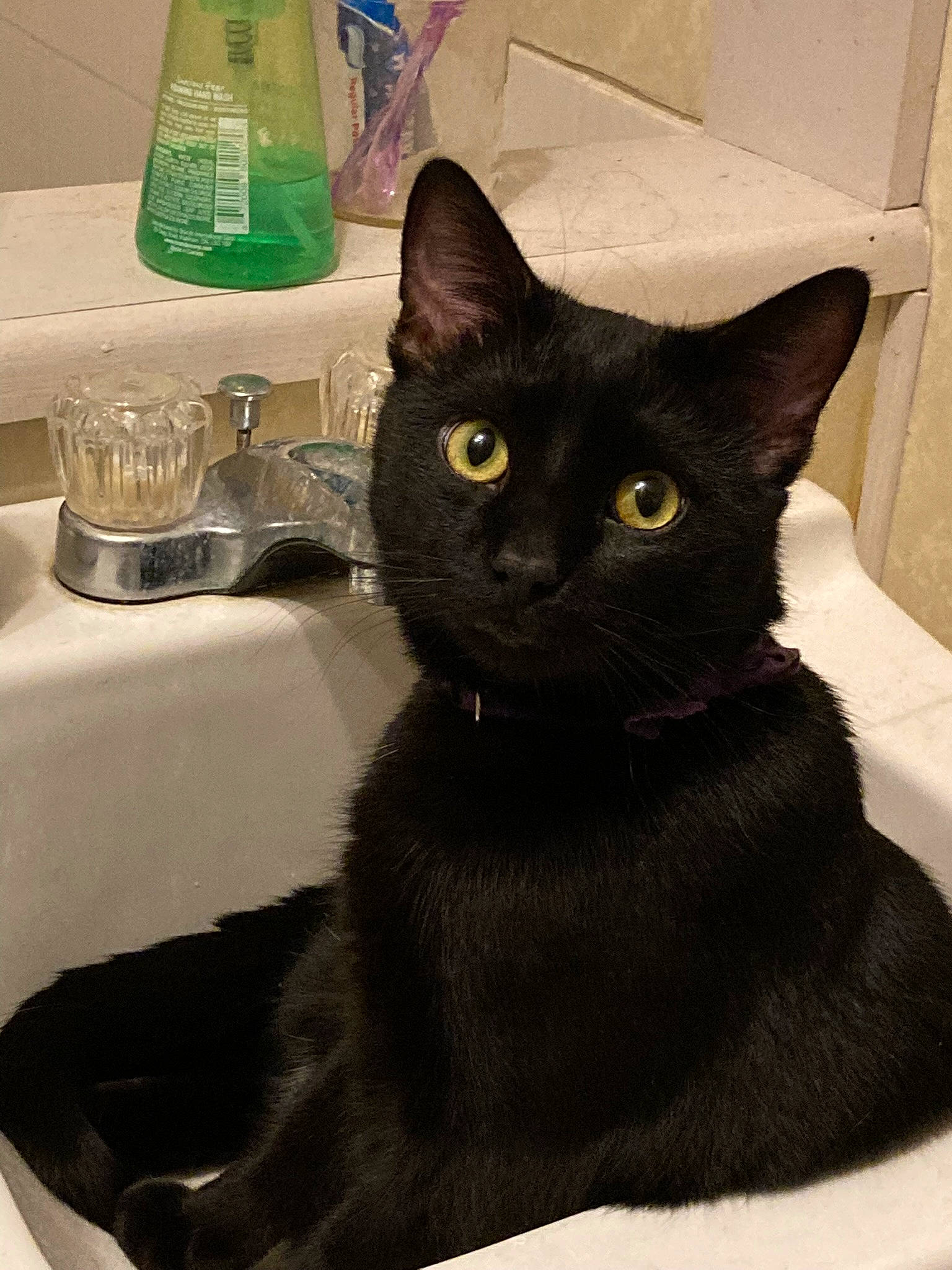 Freddie joined the competition — help win amazing prizes! bathroom, bathroom_sink, black_cat, bombay, carnivore, cat, cat_supply, comfort, domestic_short_haired_cat, felidae, fluid, fur, pet_supply, plumbing, plumbing_fixture, sink, small_to_medium_sized_cats, tail, tap, whiskers