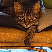 Ripley joined the competition — help win amazing prizes! cat, tabby_cat, pet, animal, feline, indoor, resting, paw, wooden_surface, cozy, cushion, closeup, relaxed, cute, whiskers, ears, eyes, fur, mammal, staring