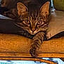 cat, tabby_cat, pet, animal, feline, indoor, resting, paw, wooden_surface, cozy, cushion, closeup, relaxed, cute, whiskers, ears, eyes, fur, mammal, staring