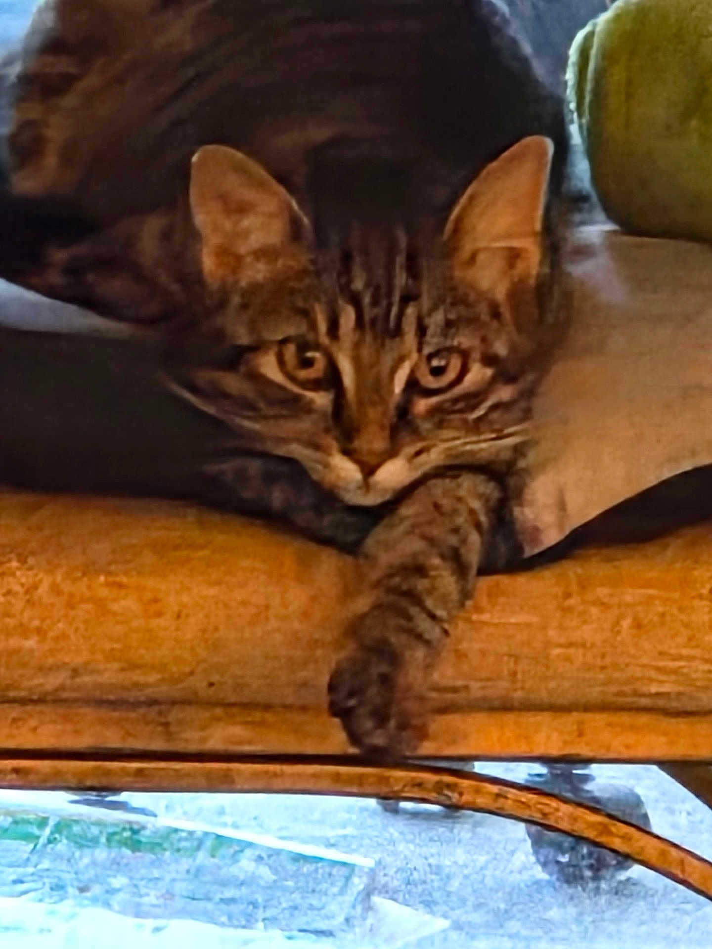 Ripley joined the competition — help win amazing prizes! cat, tabby_cat, pet, animal, feline, indoor, resting, paw, wooden_surface, cozy, cushion, closeup, relaxed, cute, whiskers, ears, eyes, fur, mammal, staring