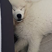 Aria a rejoint le concours — aidez-le/la à gagner de superbes lots ! animal, calm, closeup, companion, cozy, cushion, cute, dog, domestic, floor, fluffy, fur, indoors, paw, pet, relaxation, resting, sleeping, snout, white_fur