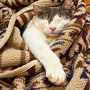 Button joined the competition — help win amazing prizes! bedding, blanket, cat, closed_eyes, cozy, cute, feline, fur, home, indoor, nap, nose, paw, pet, plush, relaxing, sleeping, snuggled, texture, whiskers