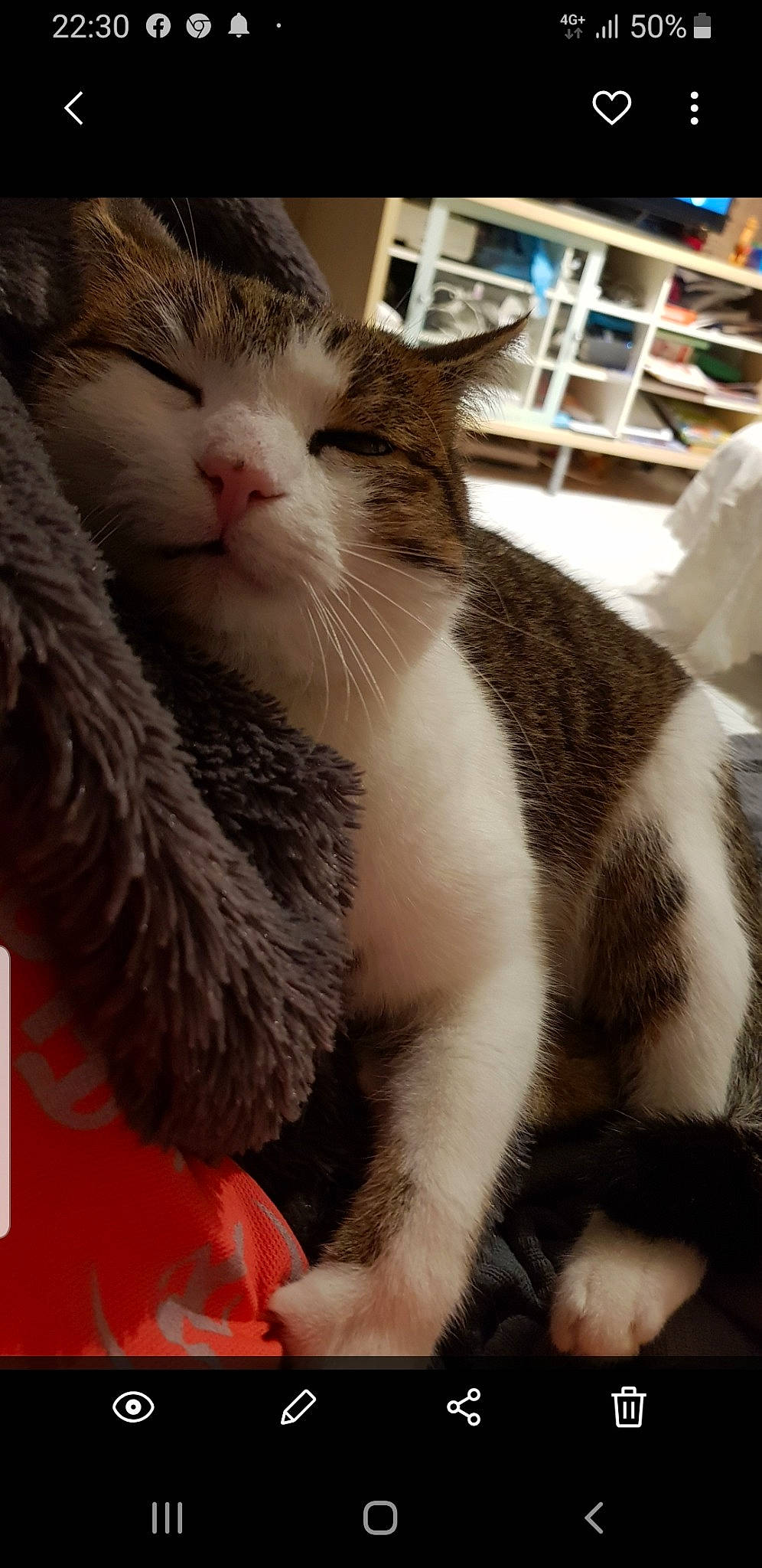 Minou a rejoint le concours — aidez-le/la à gagner de superbes lots ! aegean_cat, american_wirehair, asian, carnivore, cat, domestic_short_haired_cat, european_shorthair, felidae, fur, paw, small_to_medium_sized_cats, snout, whiskers