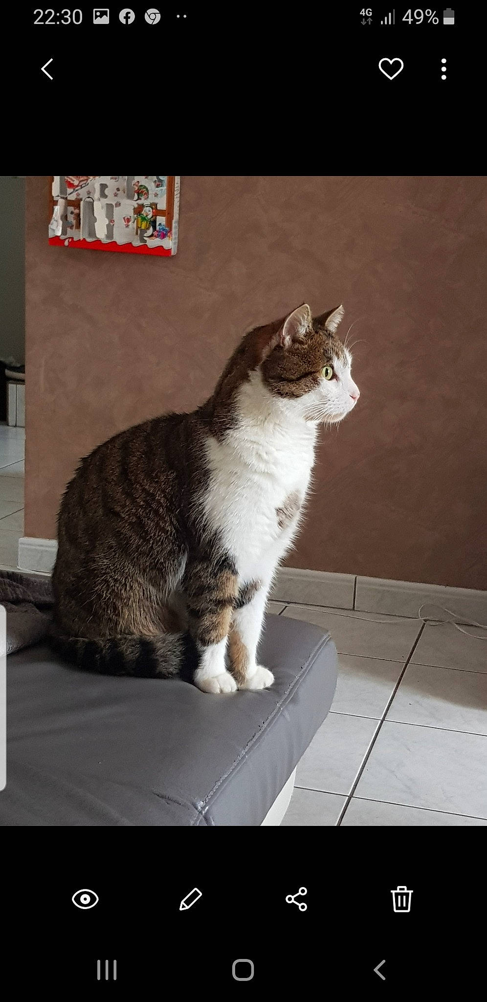 Minou participe au concours pour gagner de l'argent avec cette photo : aegean_cat, american_wirehair, asian, carnivore, cat, domestic_short_haired_cat, european_shorthair, felidae, german_rex, mammal, photo_caption, polydactyl_cat, small_to_medium_sized_cats, snout, tabby_cat, tail, vertebrate, whiskers