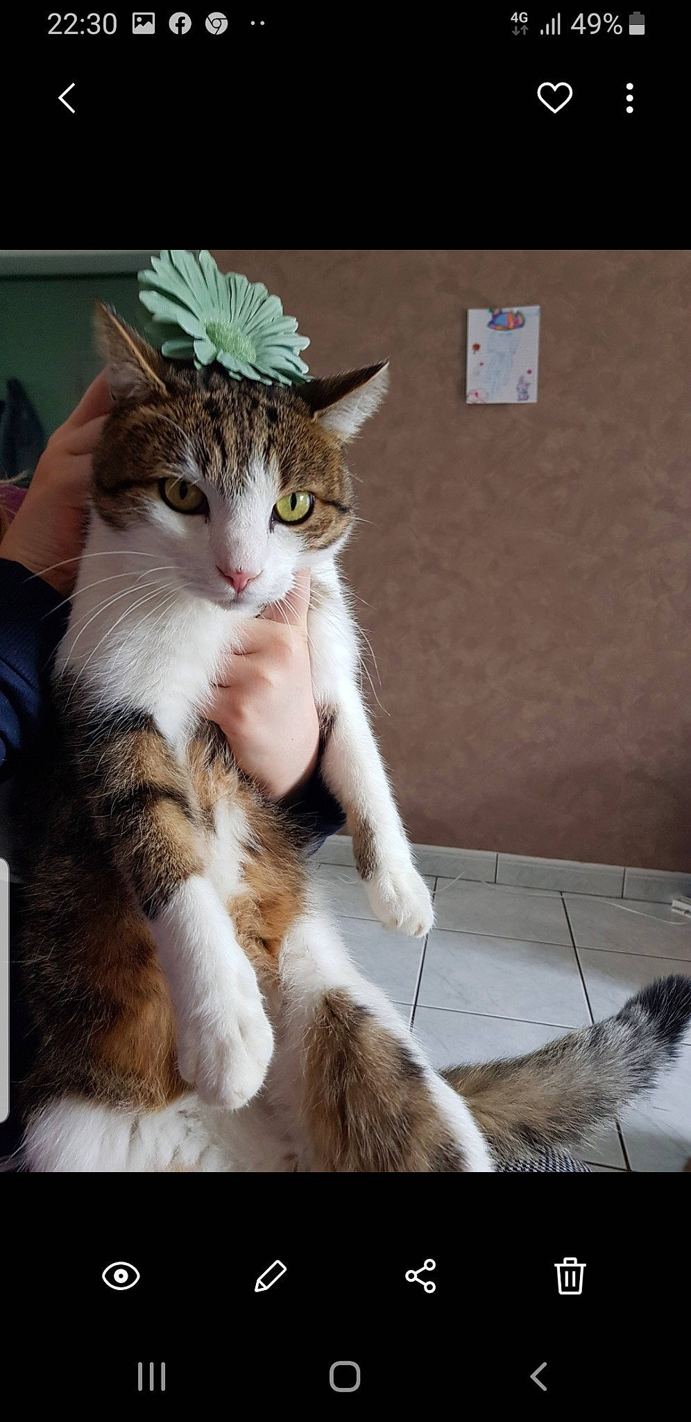 Minou a rejoint le concours — aidez-le/la à gagner de superbes lots ! aegean_cat, american_curl, american_wirehair, asian, carnivore, cat, domestic_short_haired_cat, european_shorthair, fawn, felidae, fur, mammal, ojos_azules, paw, photo_caption, polydactyl_cat, small_to_medium_sized_cats, snout, tabby_cat, whiskers