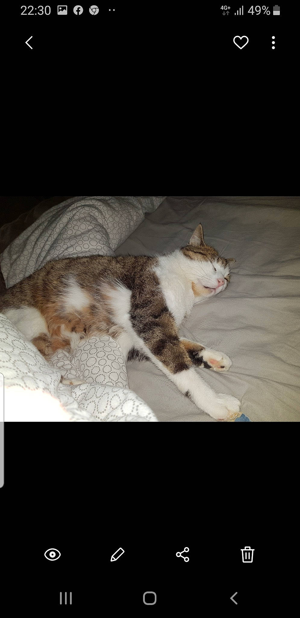 Minou participe au concours pour gagner de l'argent avec cette photo : aegean_cat, asian, carnivore, cat, domestic_short_haired_cat, european_shorthair, eye, felidae, fur, kitten, norwegian_forest_cat, paw, photo_caption, photography, polydactyl_cat, sleep, small_to_medium_sized_cats, tabby_cat, tail, whiskers