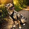 Ayron a rejoint le concours — aidez-le/la à gagner de superbes lots ! dog, canine, outdoor, forest, path, sunlight, harness, leash, happy, tongue_out, sitting, nature, trees, pets, animal, daylight, smiling, walking, summer, joyful