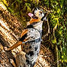 animal, black, brown, canine, dog, forest, happy, harness, leaves, nature, outdoor, path, pet, playful, sitting, speckled, sunlight, tongue_out, trees, white