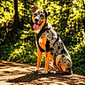 Ayron participe au concours pour gagner de l'argent avec cette photo : animal, bokeh, canine, daytime, dog, ears_up, forest, fur, greenery, happy, leash, nature, outdoor, path, pet, shadow, sitting, sunlight, tongue_out, trees
