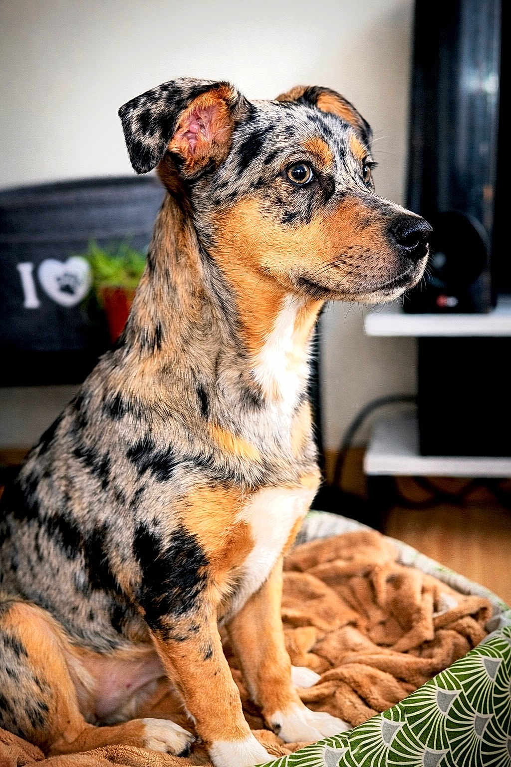 Ayron participe au concours pour gagner de l'argent avec cette photo : dog, puppy, merle_coat, pet, indoor, blanket, dog_bed, plant, furniture, profile, portrait, snout, ears, paws, living_room, decor, attentive, fur, whiskers, speckled_coat