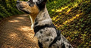 Ayron participe au concours pour gagner de l'argent avec cette photo : animal, black, brown, canine, daylight, dog, forest, fur, harness, leaves, nature, outdoor, path, peaceful, pet, scenic, sitting, sunlight, trees, white