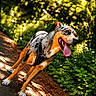 Ayron a rejoint le concours — aidez-le/la à gagner de superbes lots ! animal, canine, daylight, dog, ears, forest, fur, greenery, happy, leash, nature, outdoor, panting, path, pet, playful, sunlight, tongue, trees, walking