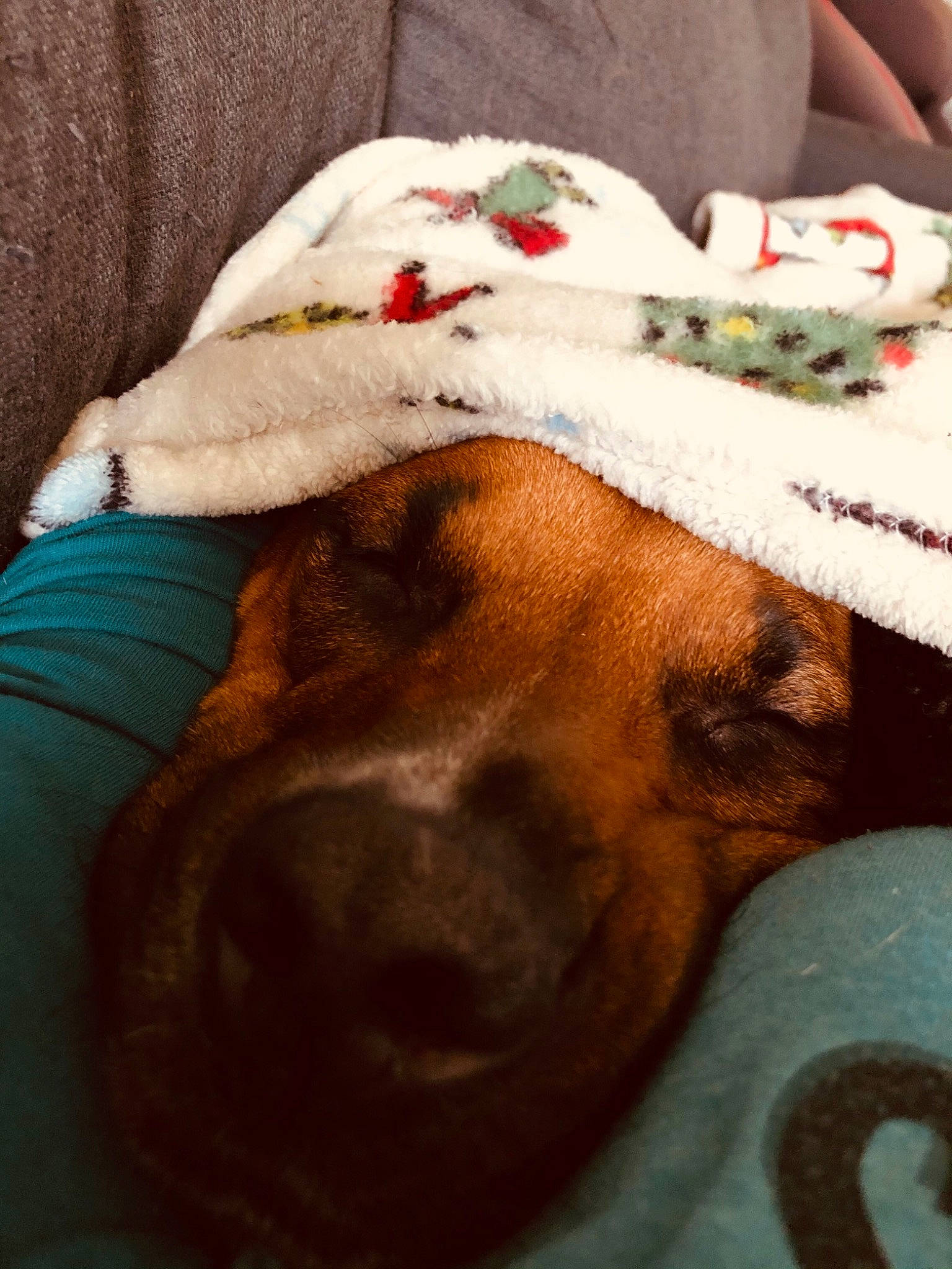 Creed joined the competition — help win amazing prizes! bedtime, canidae, carnivore, comfort, companion_dog, couch, dog, dog_breed, dog_supply, ear, fawn, fur, linens, liver, nap, paw, snout, sporting_group, whiskers, working_animal