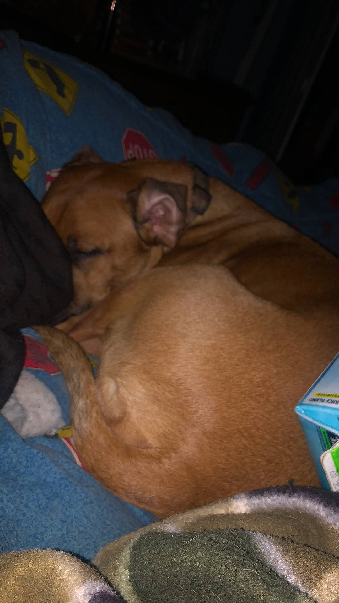 Creed is registered to the contest to win money with this photo: canidae, carnivore, comfort, companion_dog, dog, dog_bed, dog_breed, dog_supply, fawn, fur, guard_dog, nap, non_sporting_group, paw, snout, sporting_group, toy_dog, whiskers, working_animal, wrinkle