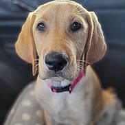 Ivy is registered to the contest to win money with this photo: puppy, dog, golden_retriever, close_up, portrait, pink_collar, blanket, paw_prints, indoor, cute, pet, animal, fur, whiskers, ears, nose, sitting, looking, soft_focus, adorable