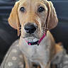 Ivy joined the competition — help win amazing prizes! puppy, dog, labrador, pet, animal, cute, indoor, car, seat, collar, bed, paw_print, brown, fur, portrait, young, looking, sitting, close_up, domestic