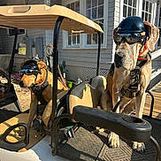 Mylo joined the competition — help win amazing prizes! dog, helmet, goggles, golf_cart, outdoor, sunny, house, pet, animal, canine, seat, shadow, window, leash, resting, daylight, transport, vehicle, funny, companion