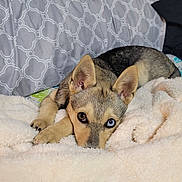 Harley Qinn is registered to the contest to win money with this photo: dog, puppy, heterochromia, blue_eye, brown_eye, blanket, bed, pillow, patterned_bedding, indoor, pet, fur, ears, paws, lying_down, cozy, closeup, looking_at_camera, domestic_animal, sleepy