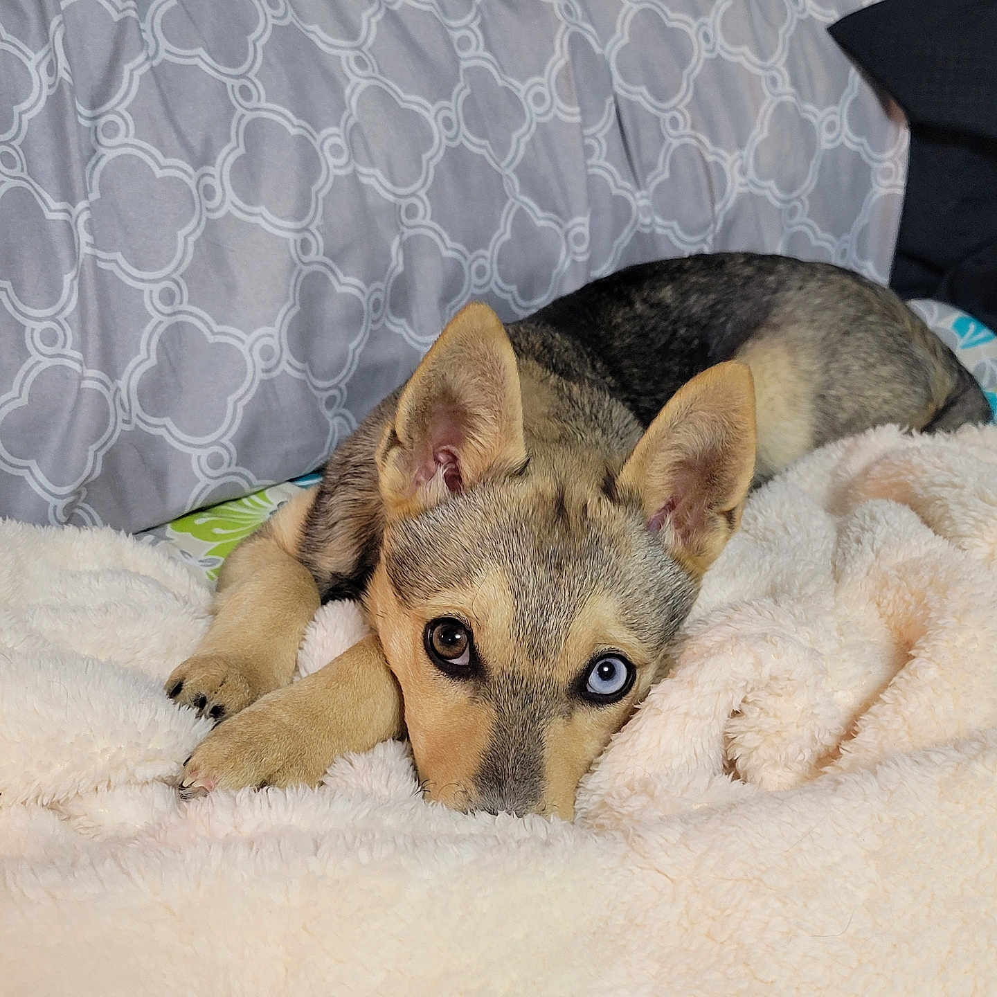 Harley Qinn is registered to the contest to win money with this photo: bed, blanket, blue_eye, brown_eye, closeup, cozy, dog, domestic_animal, ears, fur, heterochromia, indoor, looking_at_camera, lying_down, patterned_bedding, paws, pet, pillow, puppy, sleepy