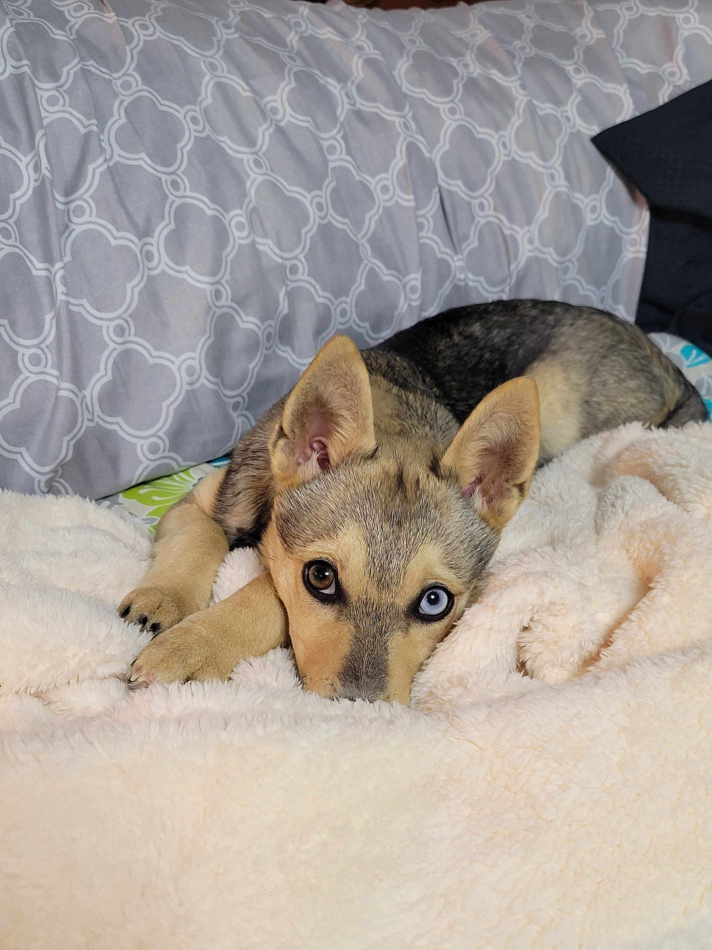 Harley Qinn is registered to the contest to win money with this photo: dog, puppy, heterochromia, blue_eye, brown_eye, blanket, bed, pillow, patterned_bedding, indoor, pet, fur, ears, paws, lying_down, cozy, closeup, looking_at_camera, domestic_animal, sleepy