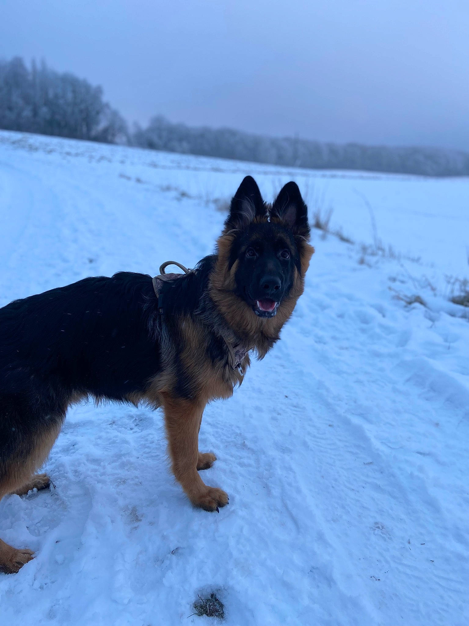 Leïko participe au concours pour gagner de l'argent avec cette photo : canidae, carnivore, dog, dog_breed, dog_supply, east_european_shepherd, electric_blue, freezing, german_shepherd_dog, herding_dog, king_shepherd, old_german_shepherd_dog, sky, snow, sporting_group, tree, winter, working_dog