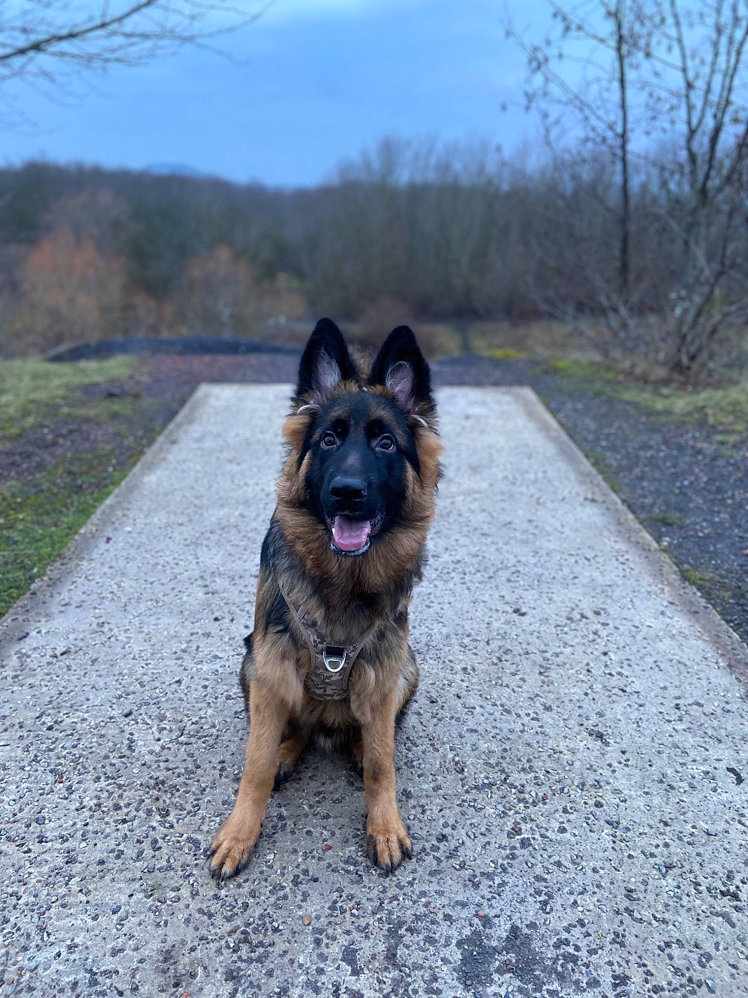 Leïko participe au concours pour gagner de l'argent avec cette photo : canidae, carnivore, cloud, companion_dog, dog, dog_breed, fawn, german_shepherd_dog, grass, guard_dog, herding_dog, king_shepherd, old_german_shepherd_dog, plant, road, road_surface, sky, sporting_group, tree, working_dog
