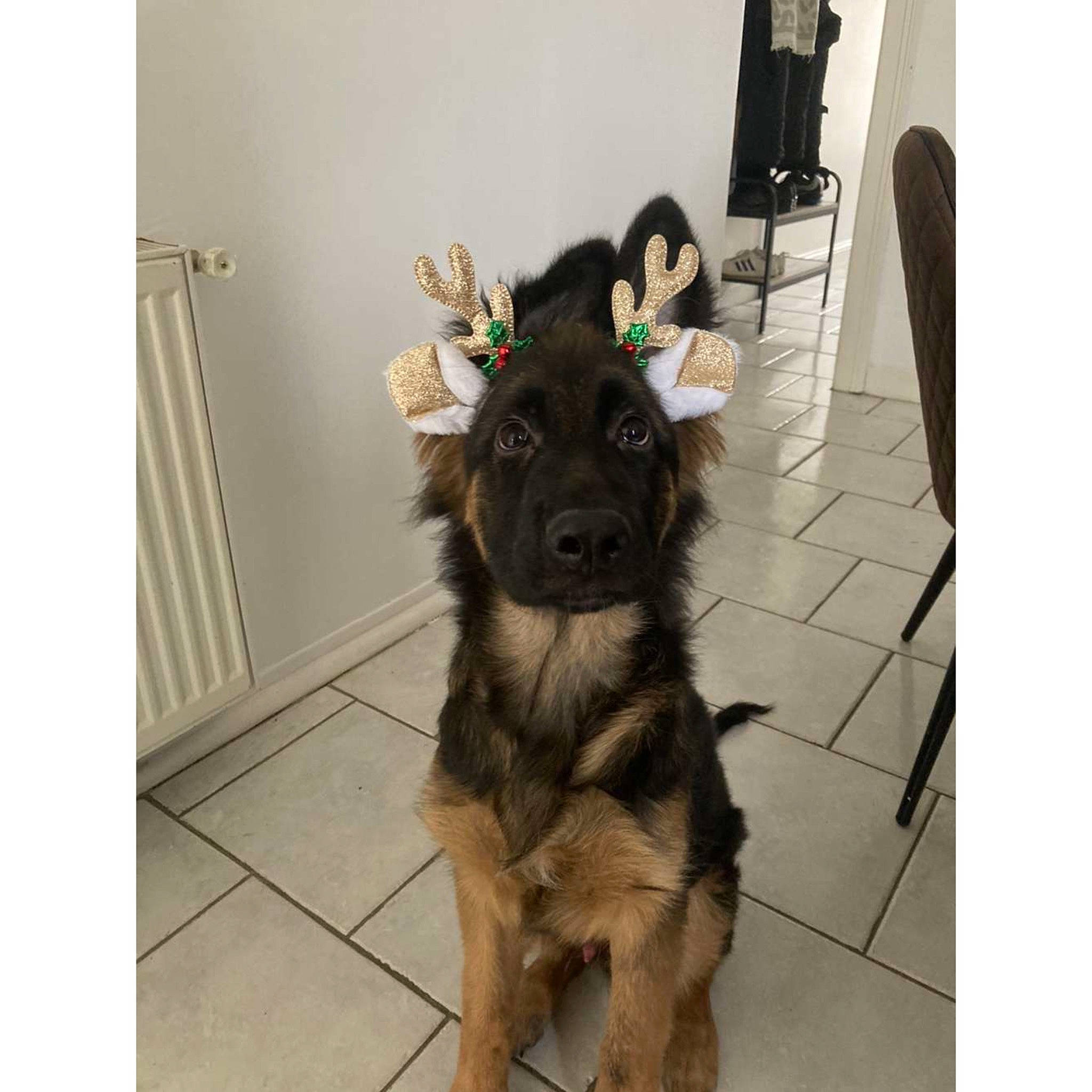 Leïko participe au concours pour gagner de l'argent avec cette photo : automotive_tire, canidae, carnivore, chair, collar, companion_dog, dog, dog_breed, dog_collar, dog_supply, flooring, fur, paw, rectangle, snout, tail, terrier, wood, working_animal, working_dog