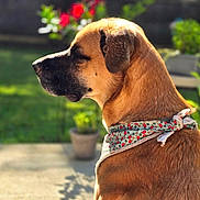 Major is registered to the contest to win money with this photo: dog, bandana, outdoor, garden, sunlight, flower, greenery, pet, animal, mammal, brown_fur, peaceful, close_up, side_profile, nature, blurred_background, summer, canine, relaxed, portrait