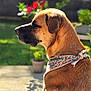 dog, bandana, outdoor, garden, sunlight, flower, greenery, pet, animal, mammal, brown_fur, peaceful, close_up, side_profile, nature, blurred_background, summer, canine, relaxed, portrait