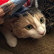 Hailey is registered to the contest to win money with this photo: alert, animal, blanket, brown_fur, cat, close_up, couch, cozy, curious, feline, fur, green_eyes, indoors, lying_down, pet, portrait, tabby, textile, whiskers, white_fur