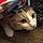 Hailey