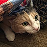 alert, animal, blanket, brown_fur, cat, close_up, couch, cozy, curious, feline, fur, green_eyes, indoors, lying_down, pet, portrait, tabby, textile, whiskers, white_fur