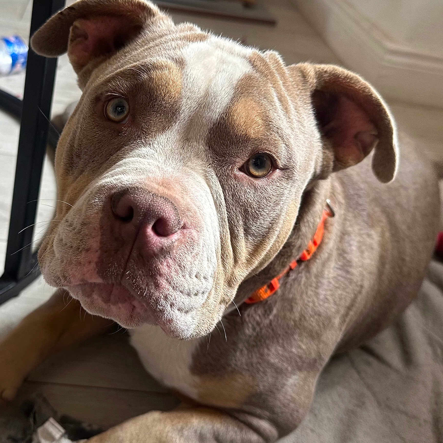 Volt participe au concours pour gagner de l'argent avec cette photo : dog, bulldog, canine, pet, animal, close_up, portrait, wrinkled_face, floppy_ears, brown_and_white, short_hair, orange_collar, indoors, home, couch, lying_down, crossed_paws, expressive_eyes, muzzle, warm_lighting
