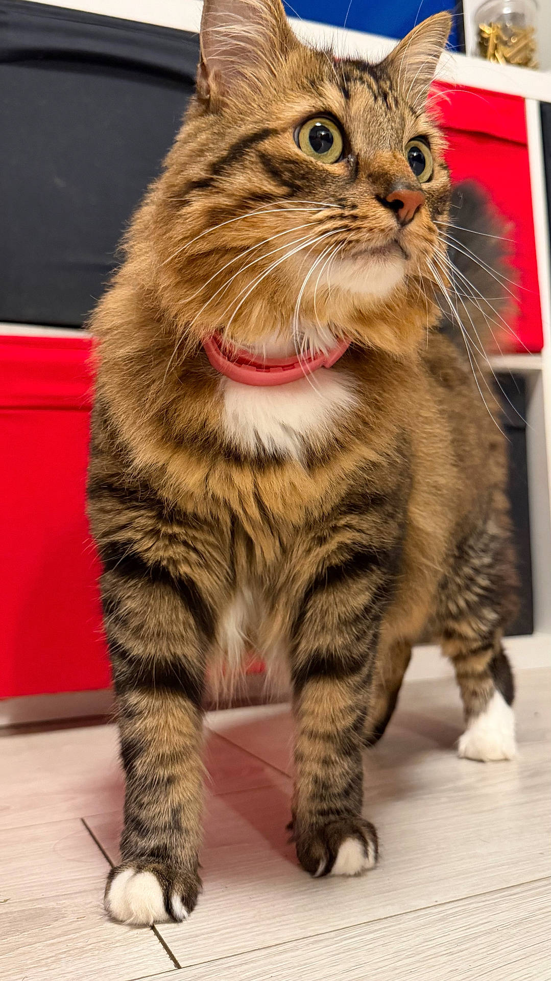 Bibi