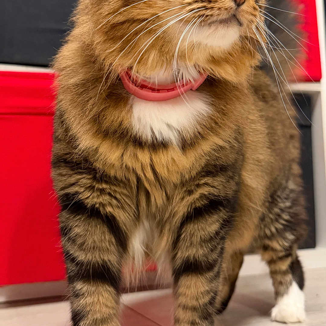 Bibi