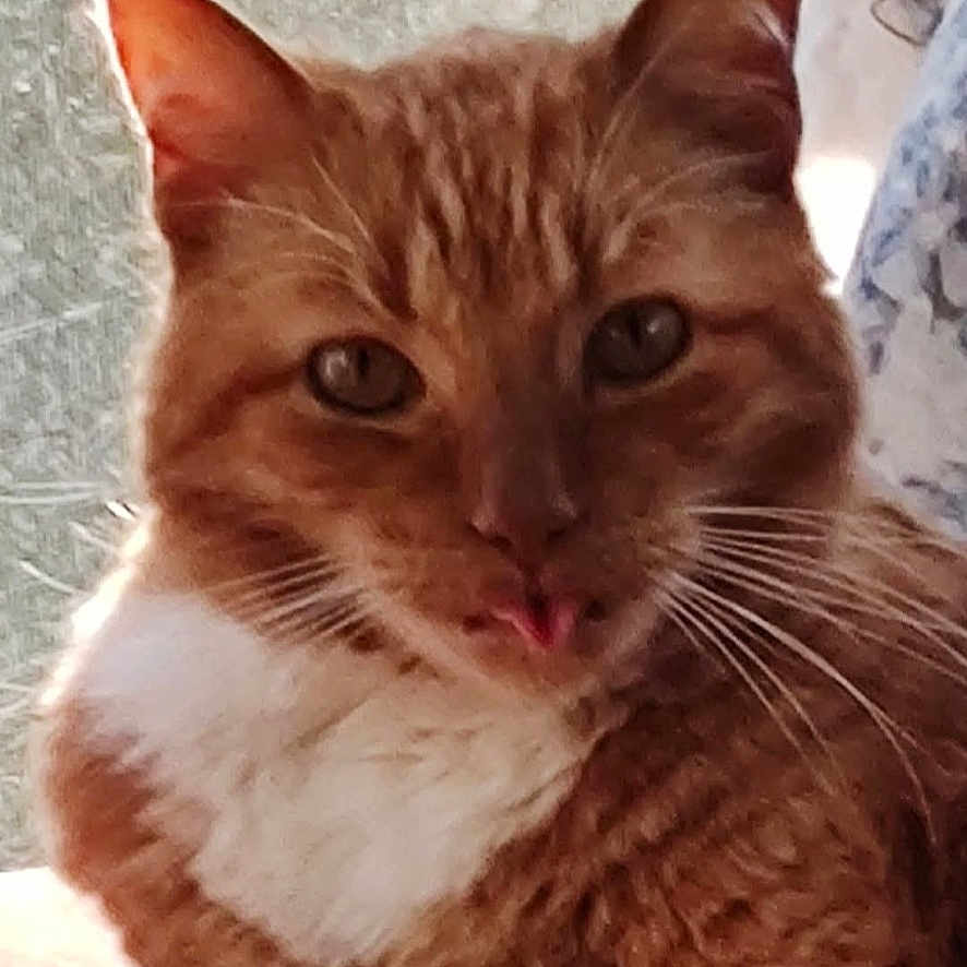 Stu is registered to the contest to win money with this photo: adorable, animal, cat, close_up, curious, cute, ears, eyes, face, feline, fur, ginger_cat, indoor, pet, playful, portrait, soft_light, tongue_out, whiskers, white_fur