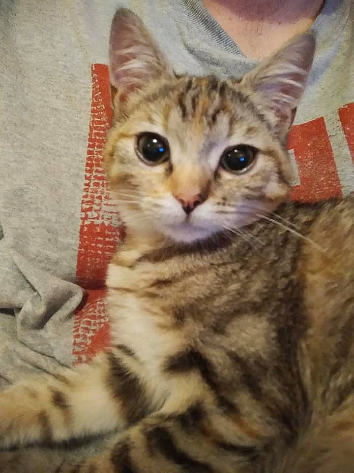 Poupée a rejoint le concours — aidez-le/la à gagner de superbes lots ! american_shorthair, arabian_mau, asian, australian_mist, california_spangled, carnivore, cat, domestic_short_haired_cat, dragon_li, egyptian_mau, european_shorthair, felidae, kitten, mammal, pixie_bob, small_to_medium_sized_cats, tabby_cat, toyger, vertebrate, whiskers