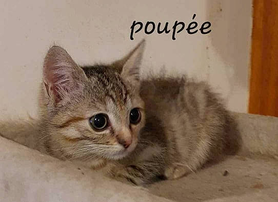 Poupée participe au concours pour gagner de l'argent avec cette photo : aegean_cat, arabian_mau, asian, australian_mist, california_spangled, carnivore, cat, domestic_short_haired_cat, dragon_li, european_shorthair, felidae, kitten, mammal, munchkin, photo_caption, pixie_bob, small_to_medium_sized_cats, tabby_cat, vertebrate, whiskers