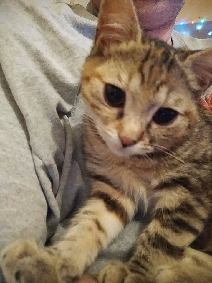 Poupée a rejoint le concours — aidez-le/la à gagner de superbes lots ! american_shorthair, arabian_mau, asian, australian_mist, bengal, california_spangled, carnivore, cat, domestic_short_haired_cat, dragon_li, egyptian_mau, european_shorthair, felidae, kitten, mammal, pixie_bob, small_to_medium_sized_cats, tabby_cat, vertebrate, whiskers