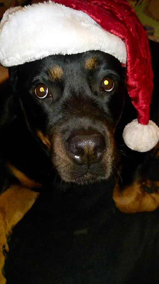 Chaya a rejoint le concours — aidez-le/la à gagner de superbes lots ! beagador, canidae, carnivore, dog, dog_breed, ear, hunting_dog, labrador_retriever, mammal, nose, puppy, rottweiler, snout, sporting_group, vertebrate