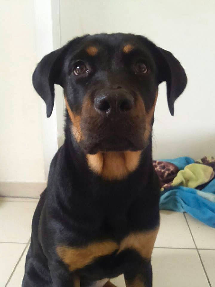 Chaya participe au concours pour gagner de l'argent avec cette photo : beauceron, black_and_tan_terrier, canidae, carnivore, companion_dog, dog, dog_breed, fawn, guard_dog, huntaway, hunting_dog, mammal, molosser, puppy, rare_breed_dog, rottweiler, snout, sporting_group, vertebrate, working_dog