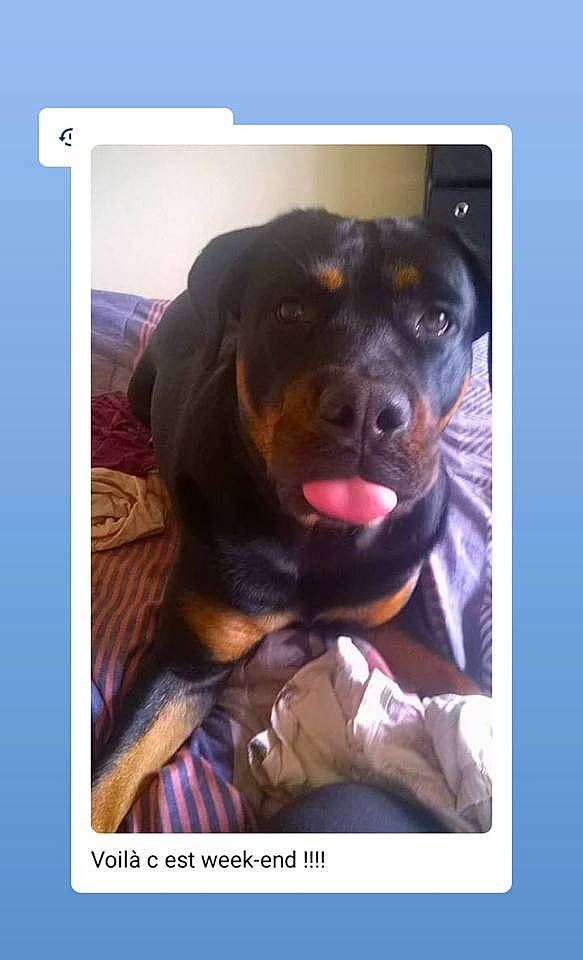 Chaya a rejoint le concours — aidez-le/la à gagner de superbes lots ! canidae, carnivore, dog, dog_breed, guard_dog, nose, photo_caption, puppy, rottweiler, selfie, snout, sporting_group, working_dog