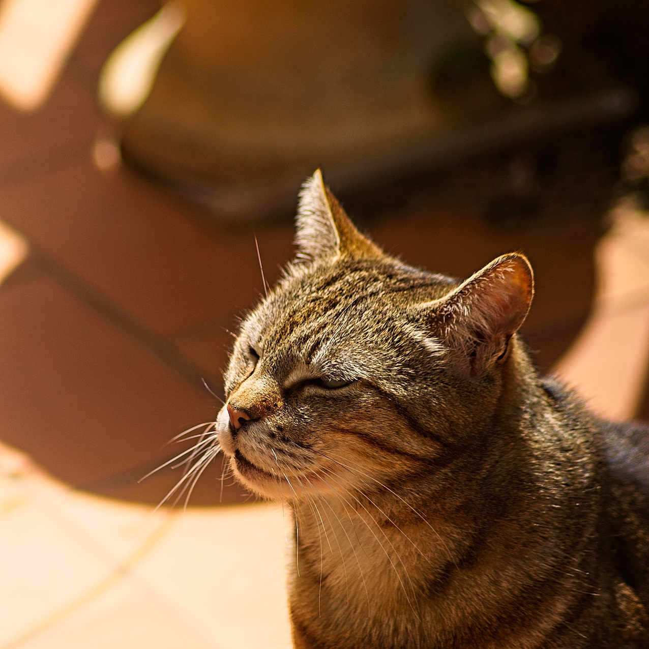 Lulutte a rejoint le concours — aidez-le/la à gagner de superbes lots ! abyssinian, animal, cat, egyptiancat, kitten, manx, pet