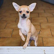 Aya a rejoint le concours — aidez-le/la à gagner de superbes lots ! dog, chihuahua, puppy, small_dog, tan_dog, pet, cute, indoor, tile_floor, white_ledge, looking_up, ears_up, curious, standing, young_dog, animal, mammal, companion, domestic_animal, friendly