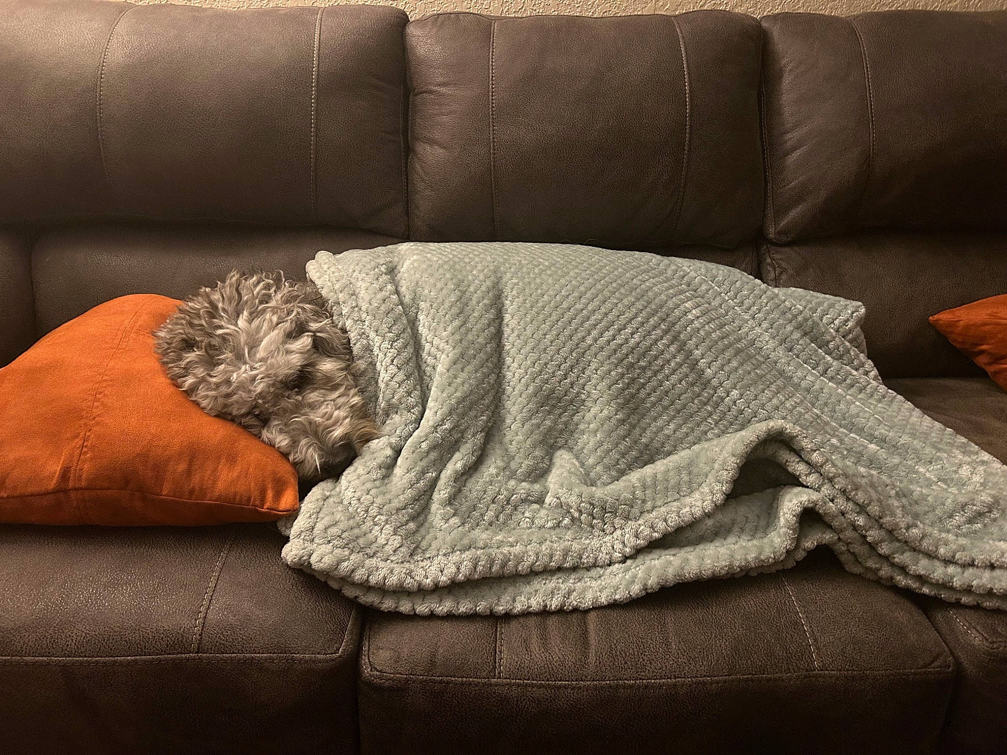 Maggie joined the competition — help win amazing prizes! carmine, chair, comfort, couch, flooring, fur, furniture, grey, hardwood, human_leg, linens, pattern, rectangle, sofa_bed, studio_couch, textile, tints_and_shades, wood, wood_flooring, woolen