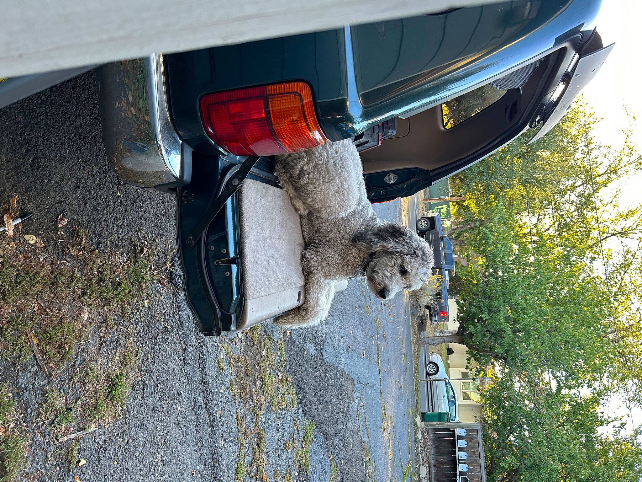 Maggie joined the competition — help win amazing prizes! auto_part, automotive_exterior, automotive_lighting, automotive_parking_light, automotive_tail_brake_light, automotive_tire, automotive_wheel_system, bumper, car, fender, gas, hood, motor_vehicle, plant, tire, tree, vehicle, vehicle_door, vehicle_registration_plate, wheel